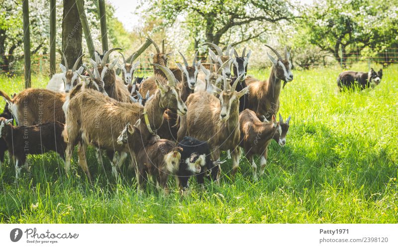 Border Collie is herding herds of goats Nature Landscape Meadow Pasture Animal Pet Farm animal Dog Goats Thuringian Forest Goat Herding dog Shepherd dog