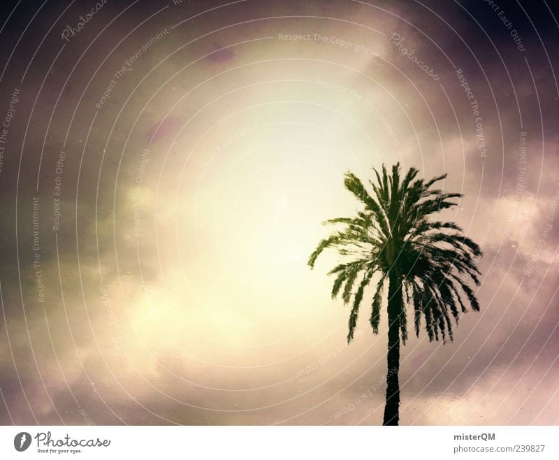 Paradise Lost. Esthetic Palm tree Palm frond Storm Vacation & Travel Vacation photo Vacation mood Dark Mysterious Fantastic Enchanting Surrealism Abstract