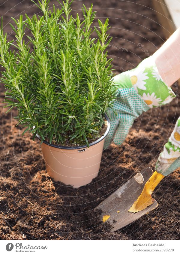 Planting organic herbs into the raised bed, rosemary Herbs and spices Organic produce Vegetarian diet Leisure and hobbies Summer Garden Human being Hand 1