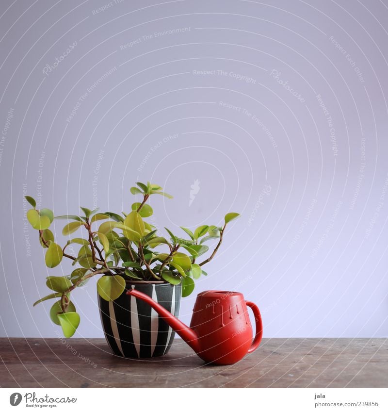 favourite plant Plant Foliage plant Pot plant Houseplant Watering can Esthetic Beautiful Colour photo Interior shot Deserted Copy Space right Copy Space top