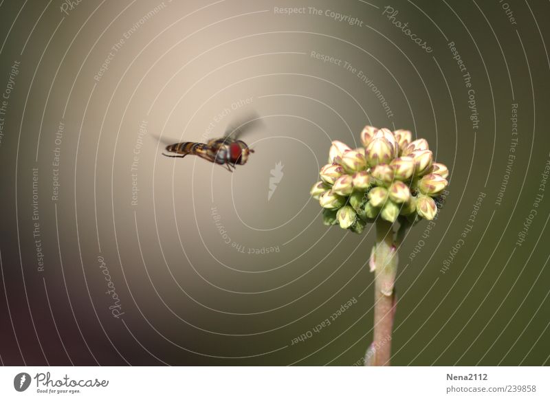 Terrorist? Nature Air Summer Plant Flower Wing 1 Animal Flying White Insect Blossom Bud Target Colour photo Exterior shot Close-up Detail