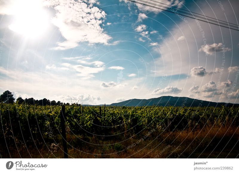 vino Environment Nature Landscape Summer Weather Beautiful weather Bushes Leaf Field Hill Moody Serene Calm Longing Wanderlust Colour photo Multicoloured