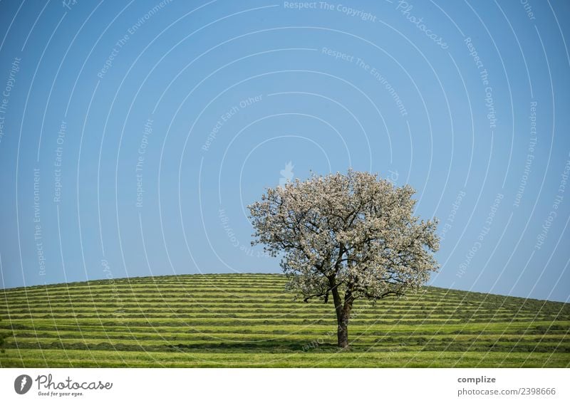 Blossoming tree on green stripes Style Beautiful Healthy Life Harmonious Senses Relaxation Fragrance Vacation & Travel Environment Nature Sky Cloudless sky Sun