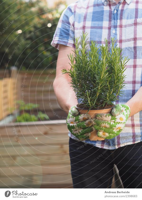 Hobby gardener with a rosemary plant in front of a raised bed Herbs and spices Organic produce Italian Food Leisure and hobbies Summer Garden Human being