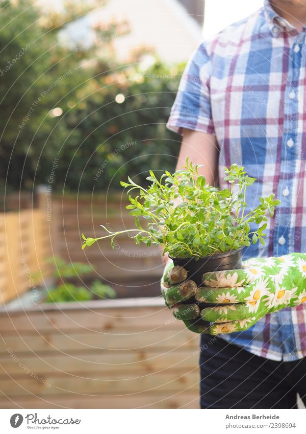 Savory for the raised bed Herbs and spices Organic produce Healthy Eating Leisure and hobbies Summer Garden Human being Woman Adults Nature Plant Delicious