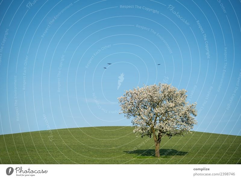 Blue sky, blossoming tree & hill Wellness Harmonious Environment Nature Sky Cloudless sky Horizon Beautiful weather Tree Meadow Field Hill Animal Bird Sign