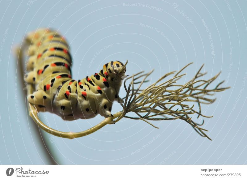 199... Sky Plant Animal Animal face Claw Line Stripe Crawl Elegant Crazy Blue Yellow Green Colour photo Exterior shot Close-up Detail Macro (Extreme close-up)