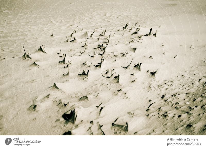 Spiekeroog l as pointed as the notes Beach Ocean Environment Nature Elements Sand Beautiful weather Warmth Drought Grass Coast Natural Gloomy Dry North Sea