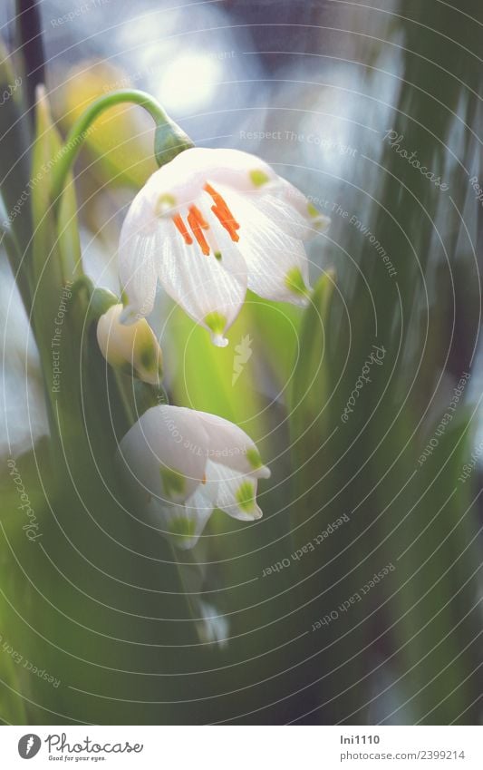 March cup Plant Spring Beautiful weather Flower Spring snowflake Garden Blue Yellow Gray Green Orange Black White Spring fever Shaft of light Spring flower