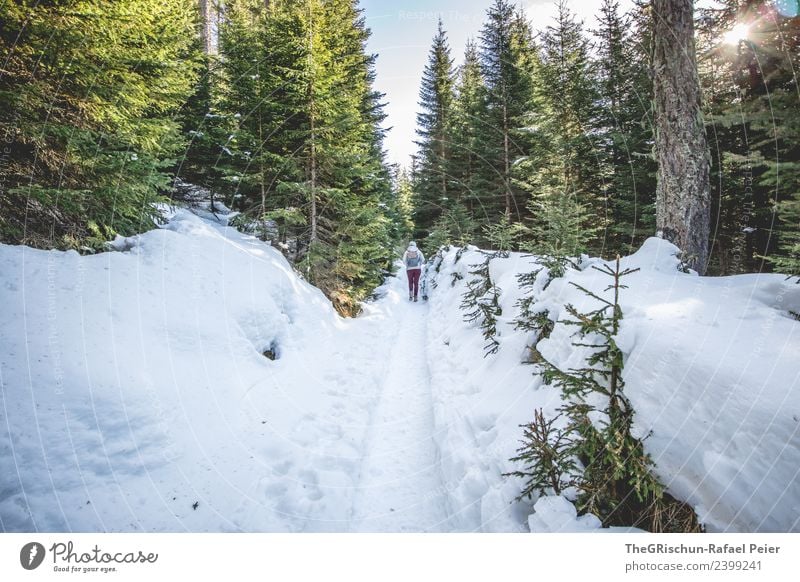 winter hike Environment Nature Landscape Blue Brown Gray Green White Forest Tree Sun Sunbeam Snow Woman Walking Lanes & trails To go for a walk Fir tree Tracks