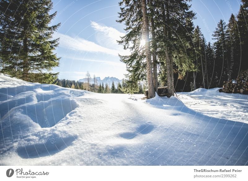 Dolomites Environment Nature Landscape Blue Brown Green Black White Sunbeam Tree Snow Tracks Mountain Forest Colour photo Exterior shot Deserted