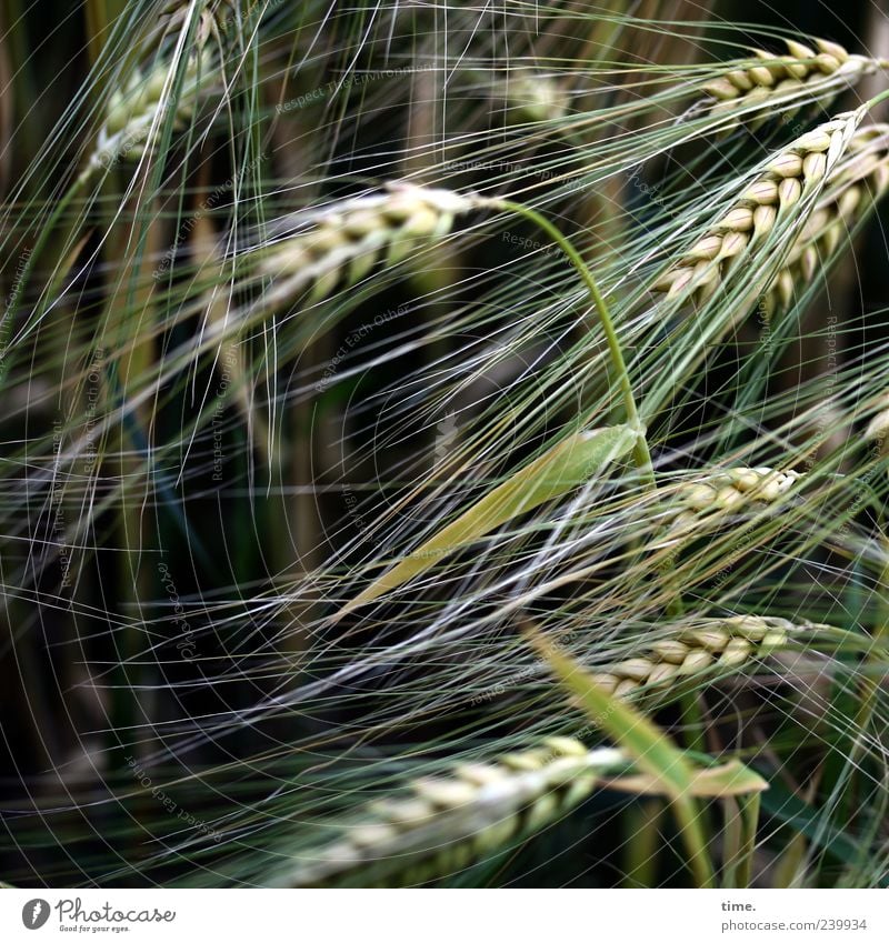 Basics of Life Barley Grain Food Plant Agriculture Green Summer Ear of corn Growth Nature Grain field Copy Space left Deserted Grass