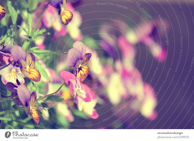 pansies Spring Summer Plant Leaf Blossom Warm-heartedness Sympathy Hope Longing Pansy blosssom Dye Colour photo Exterior shot Blur Flower Deserted Delicate Pink