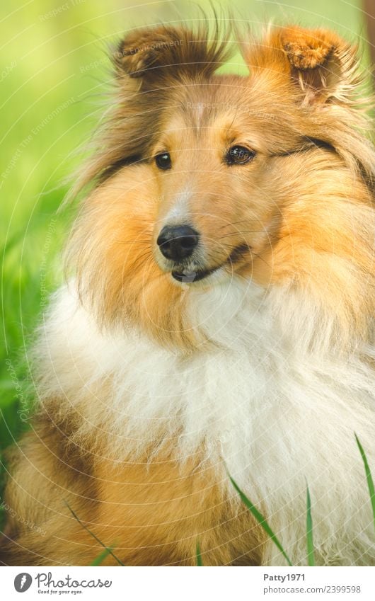 Shetland Sheepdog Nature Landscape Grass Meadow Animal Pet Farm animal Dog sheltie Collie 1 Observe Sit Cuddly Brown Yellow Orange Protection Colour photo