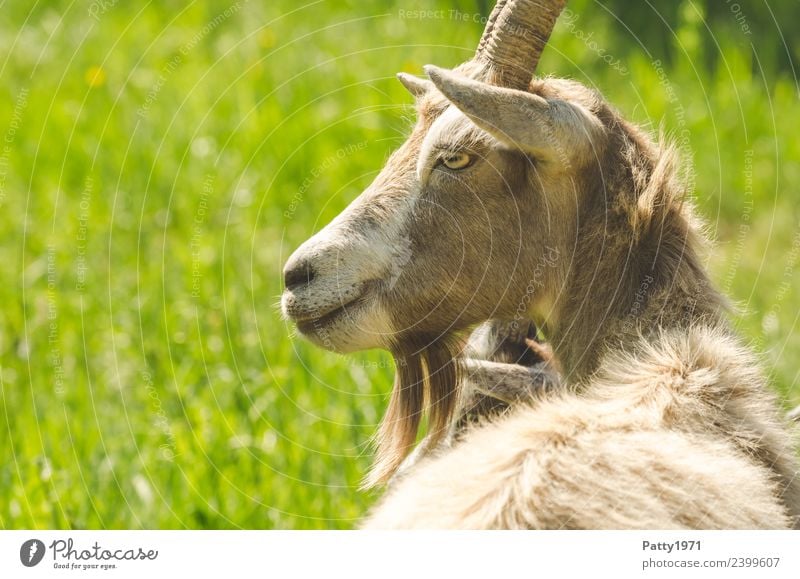 Thuringian Forest Goat Animal Pet Farm animal Goats 1 Lie Looking Idyll Colour photo Exterior shot Copy Space left Day Sunlight Animal portrait Forward