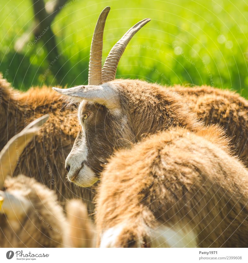 Thuringian Forest Goat Animal Pet Farm animal Goats 1 Group of animals Stand Idyll Colour photo Exterior shot Deserted Day Sunlight Animal portrait Forward