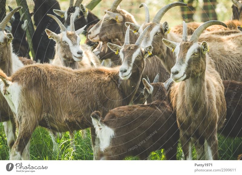 Thuringian Forest Goats Animal Pet Farm animal Goat herd Group of animals Herd Observe Stand Idyll Attachment Colour photo Exterior shot Deserted Day Shadow