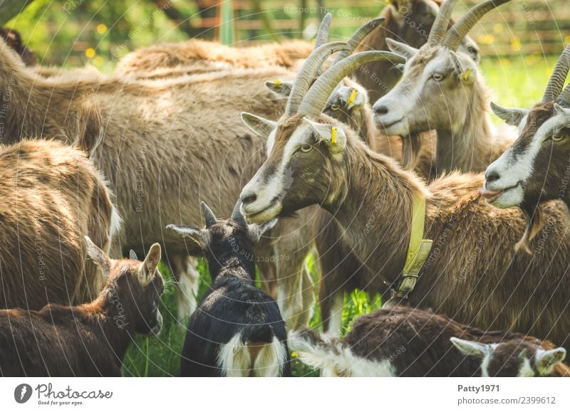 Thuringian Forest Goats Animal Pet Farm animal Goat herd Group of animals Herd Stand Attachment Colour photo Exterior shot Deserted Day Shadow Animal portrait