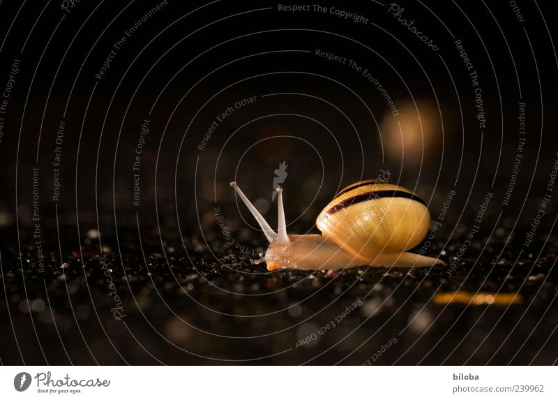 nightwalker Wild animal Snail 1 Animal Brown Yellow Black Uniqueness Illuminate Feeler Snail shell Asphalt Night Colour photo Exterior shot Deserted