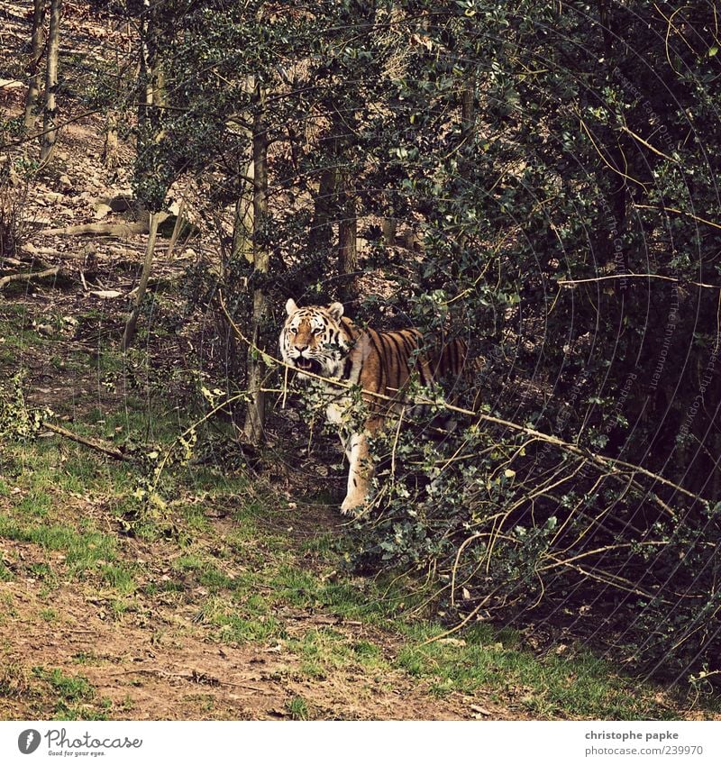 Kittens in the forest Nature Animal Wild animal Zoo 1 Aggression Exotic Tiger Threat Colour photo Exterior shot Day Tree Bushes Deserted Looking Stand