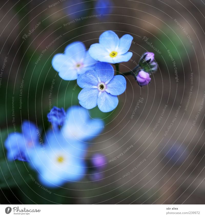 blue flowers II Environment Nature Plant Spring Flower Blossom Forget-me-not Blossom leave Blossoming Fragrance Beautiful Natural Blue Brown Spring fever