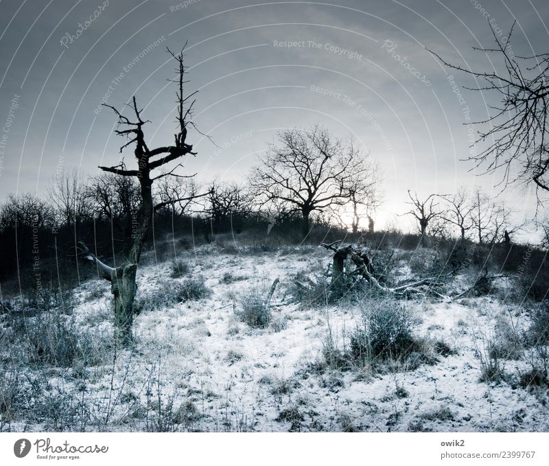 Inhospitable region Environment Nature Landscape Clouds Horizon Winter Beautiful weather Ice Frost Snow Plant Tree Bushes Branch Dark Cold Gloomy Bizarre