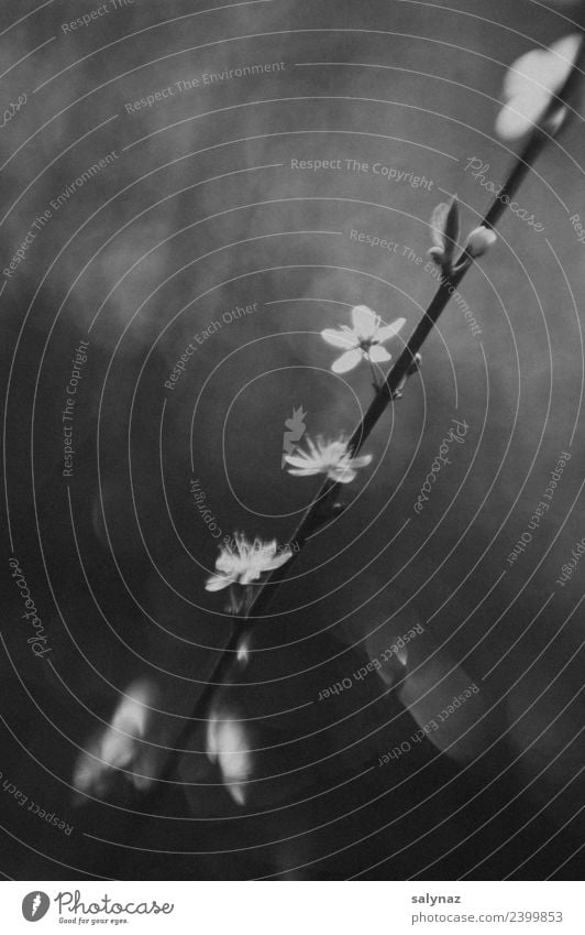 haiku II Nature Plant Spring Flower Blossom Forest Anticipation Optimism Attentive Serene Calm Life Hope flowering twig Black & white photo Exterior shot Detail