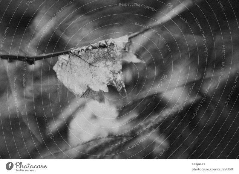 haiku V Nature Plant Leaf Forest Grief Death Fatigue Longing Transience Black & white photo Exterior shot Close-up Detail Copy Space right Copy Space bottom