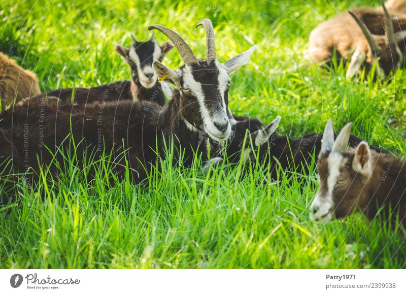 Thuringian Forest Goats Nature Landscape Meadow Pasture Animal Pet Farm animal Herd Animal family Lie Sleep Relaxation Idyll Attachment Colour photo