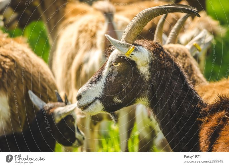 Thuringian Forest Goat Animal Pet Farm animal Goats Goat herd 1 Group of animals Herd Looking Idyll Colour photo Exterior shot Deserted Day Animal portrait