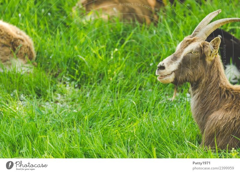 Thuringian Forest Goat Nature Landscape Meadow Pasture Animal Pet Farm animal Goats 1 Lie Looking Relaxation Idyll Colour photo Exterior shot Deserted