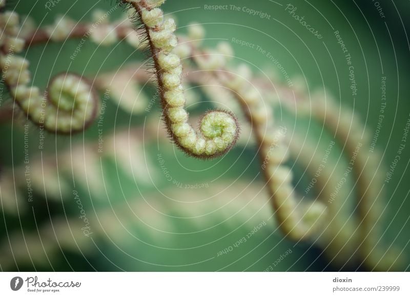 tentacles Nature Plant Fern Leaf Foliage plant Wild plant Spore-producing plant Growth Natural Green Deploy Spiral Colour photo Close-up