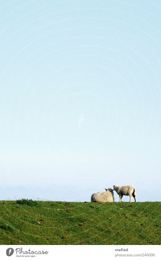 Sunday morning with Muddi at the sea Summer Ocean Landscape Sky Cloudless sky Beautiful weather Grass Coast North Sea Dike Farm animal Sheep 2 Animal