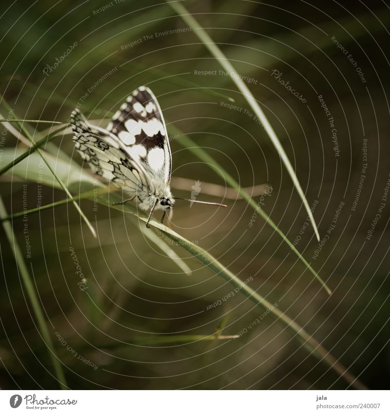 butterfly Nature Plant Animal Grass Wild animal Butterfly Animal face Wing 1 Esthetic Green Black White Colour photo Exterior shot Deserted Day Full-length