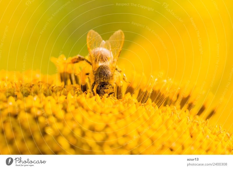 Macro honey bee emerges after yellow pollen on sunflower Body Summer Sunbathing Environment Nature Plant Animal Sunlight Spring Autumn Climate Climate change