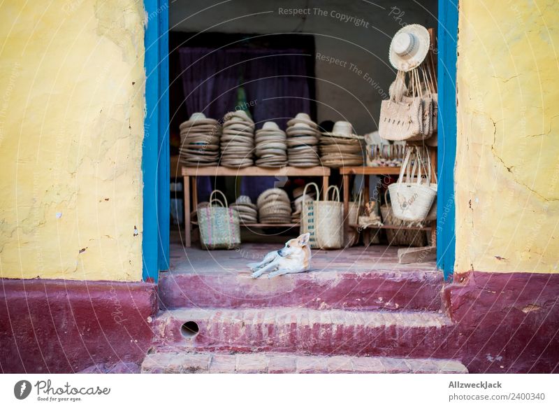 Dog lying on the floor guarding the store. Cuba Vacation & Travel Travel photography Town Deserted Hot Multicoloured Yellow Extinct Still Life Calm Siesta Hat