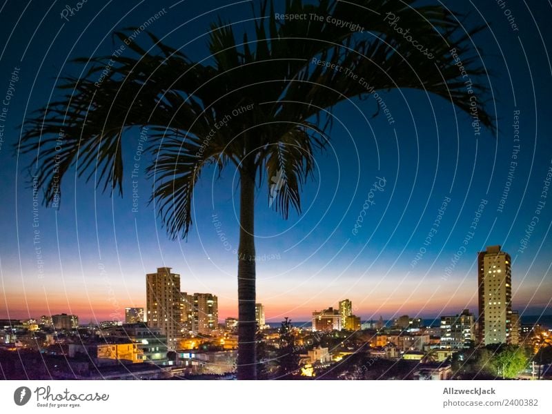 Skyline of Havana at night with palm tree Panorama (View) Deserted Summer Sun Vacation & Travel Island Far-off places Ocean Cloudless sky Town High-rise