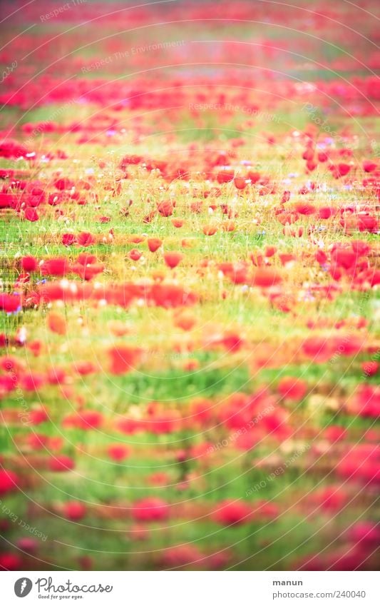 poppy meadow Nature Landscape Spring Summer Plant Flower Grass Agricultural crop Poppy Poppy blossom Poppy field Blossoming Exceptional Fantastic Modern