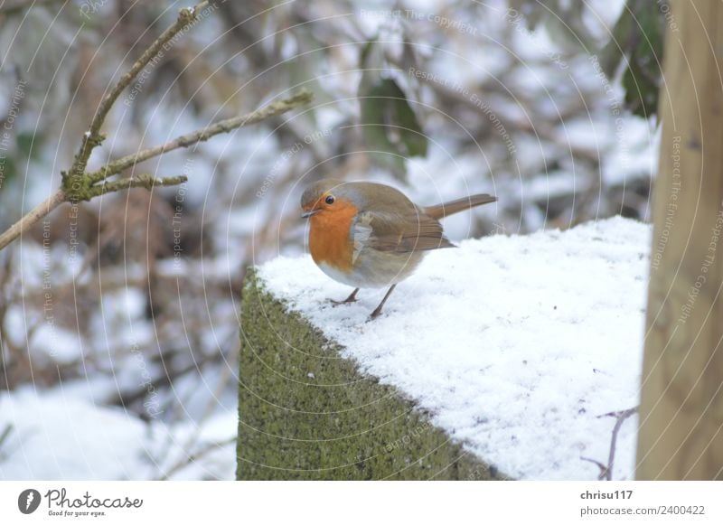 Watt, who are you? Nature Winter Garden Outskirts Populated Hut Terrace Animal Wild animal Bird 1 Observe Looking Stand Study Beautiful Small Curiosity Cute