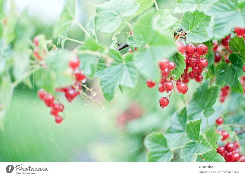 Red currant - Ribes rubrum Food Fruit Nutrition Vegetarian diet Healthy Nature Summer Plant Leaf Delicious Redcurrant Redcurrant bush Garden fruit Berries