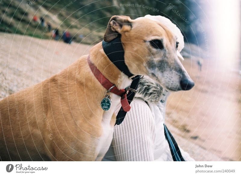 two in one Leisure and hobbies 1 Human being Beach Pet Dog Animal Elegant Love of animals Attachment Greyhound Light leak Loyalty Puppydog eyes Dog's snout