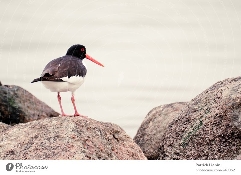 Where are my little ones? Environment Nature Animal Elements Baltic Sea Ocean Wild animal Bird 1 Looking Esthetic Colour photo Subdued colour Exterior shot