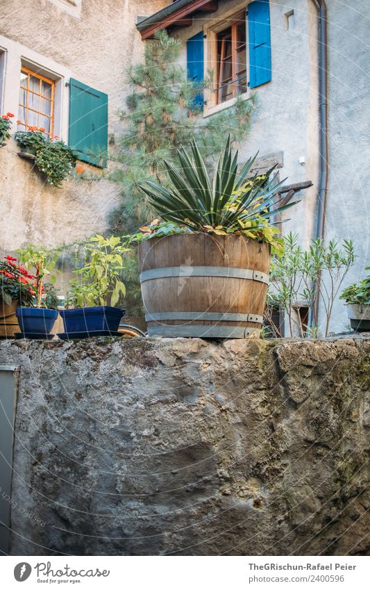 Flowerto horses Village Blue Brown Gray Green Wall (barrier) Flowerpot House (Residential Structure) Facade Window Shutter Shadow Cactus Switzerland