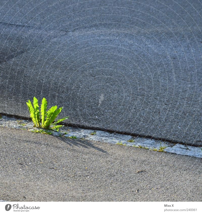 weeds Plant Street Lanes & trails Growth Green Dandelion Weed Sidewalk Colour photo Multicoloured Exterior shot Deserted Copy Space top Copy Space bottom 1