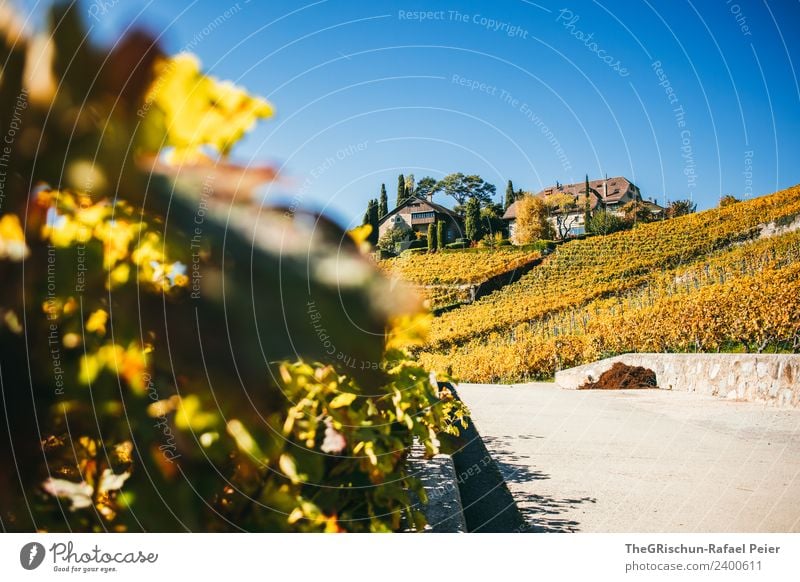 House in the vines Nature Landscape Blue Brown Multicoloured Yellow Gold Vine Vineyard Wine Bunch of grapes House (Residential Structure) Idyll Leaf Street