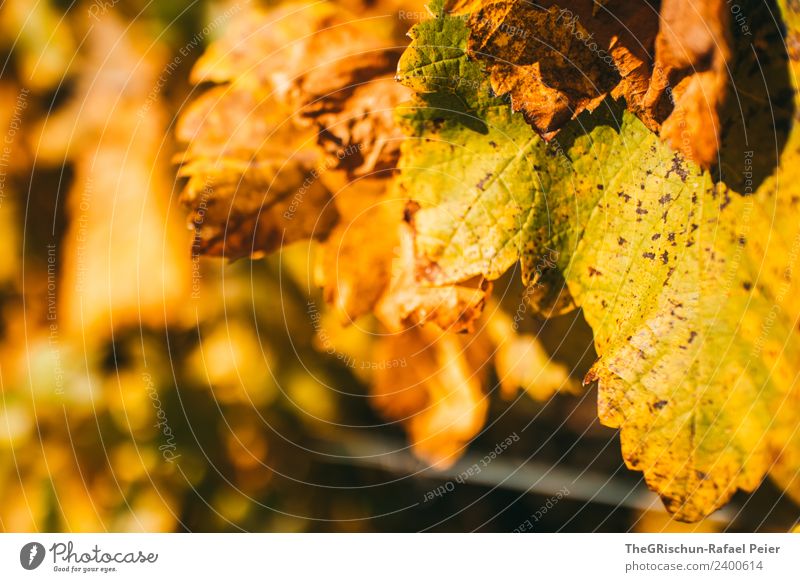 leaf Environment Nature Plant Brown Yellow Gold Leaf Detail Limp Wine Bunch of grapes Vine Autumn Macro (Extreme close-up) Colour photo Exterior shot