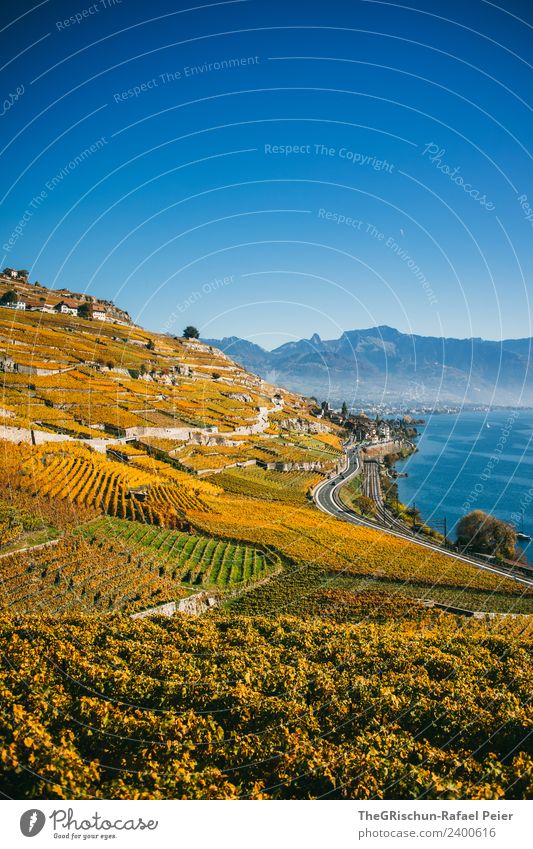 vineyards Nature Landscape Blue Yellow Gold Green Vineyard Bunch of grapes Wine Harvest Autumn Lac Lemon Switzerland Mountain Lake Water Slope World heritage