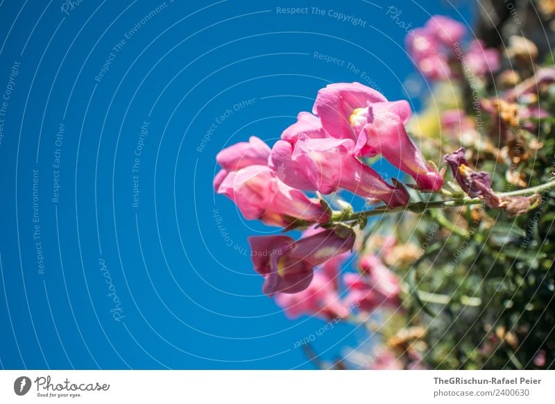 flower Nature Plant Blue Pink Flower Blossoming Growth Shallow depth of field Detail Colour photo Exterior shot Macro (Extreme close-up) Copy Space left Day