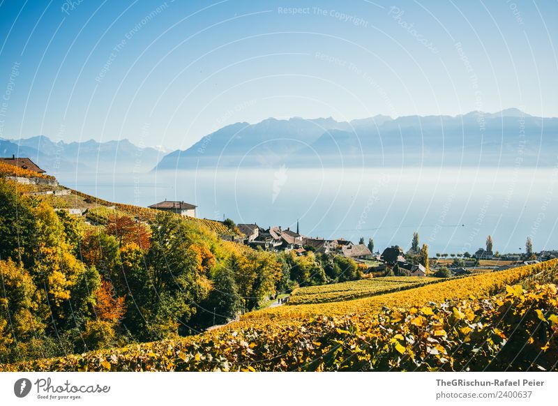 vineyard Environment Nature Landscape Blue Multicoloured Yellow Gold Green Vineyard Switzerland Autumn Lake Geneva Mountain Haze Fog Plant Wine Bunch of grapes