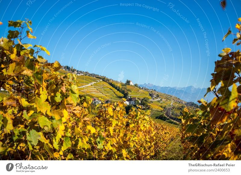 vineyard Nature Landscape Blue Brown Yellow Gold Green Orange Autumn Switzerland Vine Vineyard Bunch of grapes Wine House (Residential Structure) Sky